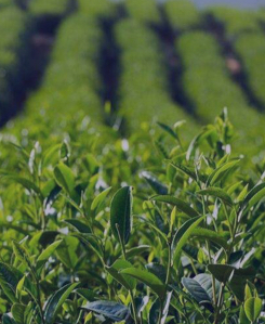 茶葉及其相關制品行業(yè)